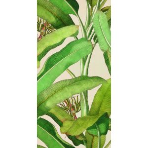 41zero42 Paper41 Pro Musa 50x100 /1m2/